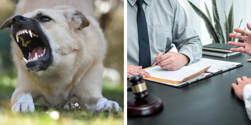 South Carolina Dog Bite Lawyer 