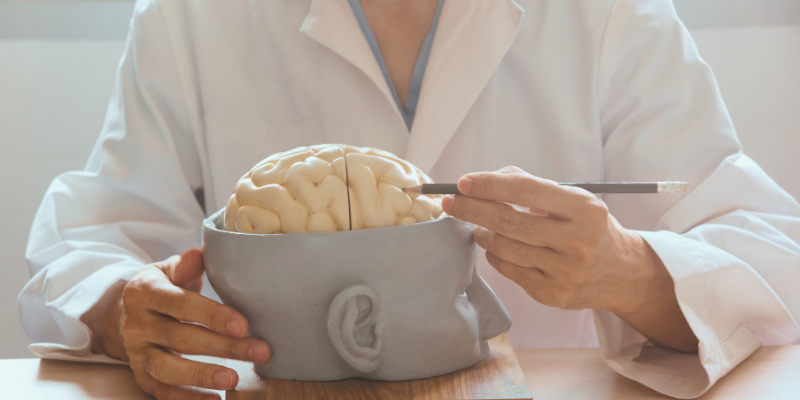 Medical professional examining a model of the human brain, illustrating the complexities of severe brain